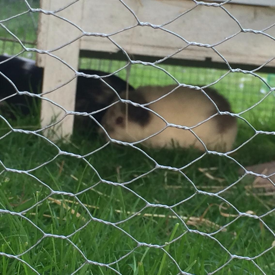 Marsvin *Bagge's Buddha* billede 10