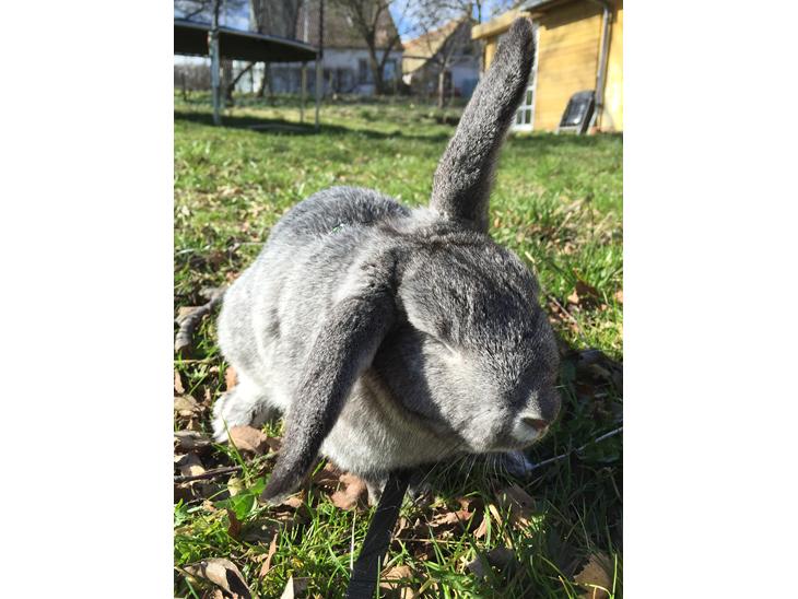 Kanin Lilje (Putte) billede 1
