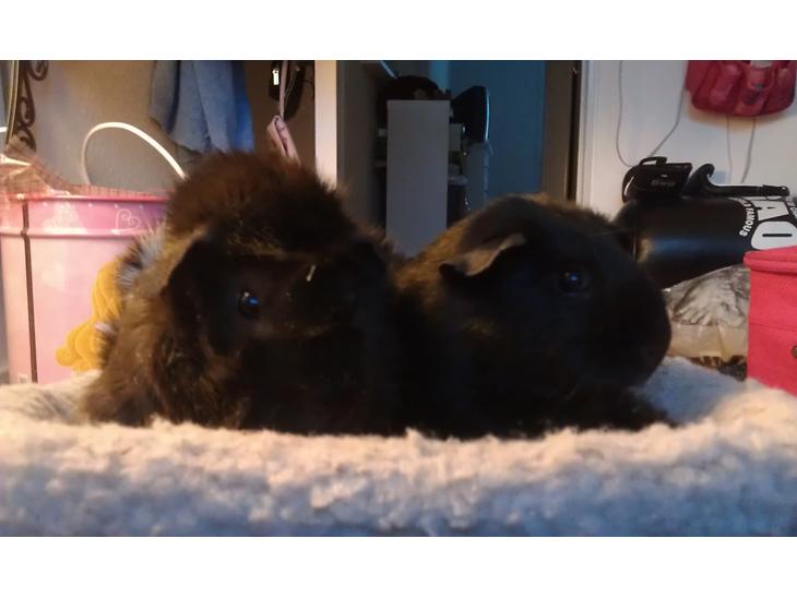 {{currentPhoto.altText}} billede {{currentPhoto.number}}