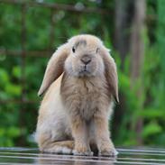 Kanin | Jordbærgårdens Fru Filifjonk