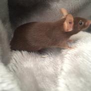 Mus højland's Margaery