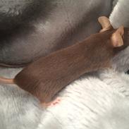 Mus højland's Margaery