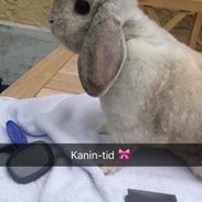 Kanin Alberte af Gravlev 