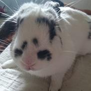 Kanin Wedervangs Acacia Spirit Alona