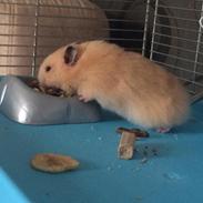 Hamster HAMSTERHEAVENS Nero