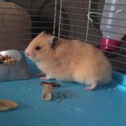 Hamster HAMSTERHEAVENS Nero