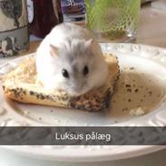 Dværghamster Gordon Hamsey (Himmelhamster)