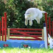 Kanin Do Your Best Bear