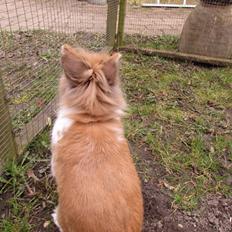 Kanin Bailey- løvehovedeblanding