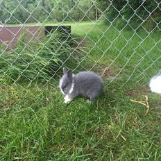 Kanin Sønderhedens Flora {Løvehoved}