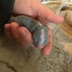 Kanin Sønderhedens Flora {Løvehoved}