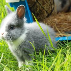 Kanin Sønderhedens Flora {Løvehoved}
