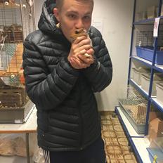 Marsvin Flæskesteg