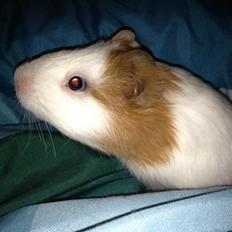 Marsvin Søren R.I.P. <3