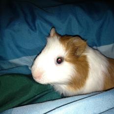 Marsvin Søren R.I.P. <3