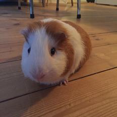 Marsvin Søren R.I.P. <3