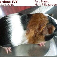 Marsvin Piilgaardens IVY