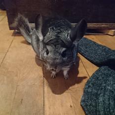 Chinchilla Fille 