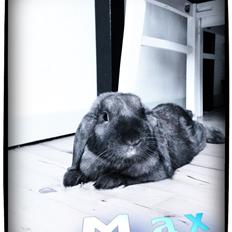 Kanin MaX (tidligere kanin)
