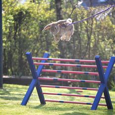 Kanin | Lykkes Ch. Topsy Tail