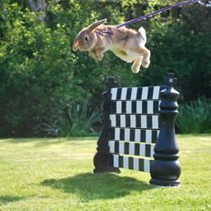 Kanin | Lykkes Ch. Topsy Tail