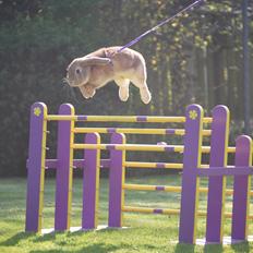 Kanin | Lykkes Ch. Topsy Tail