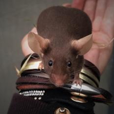 Mus højland's Margaery