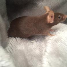 Mus højland's Margaery