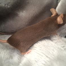 Mus højland's Margaery