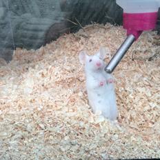 Mus Højland's Flake