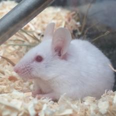 Mus Højland's Flake