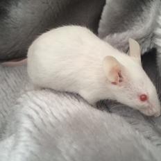 Mus Højland's Flake