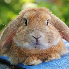 Kanin Lykkes Spiderman