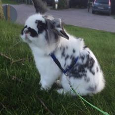 Kanin Everybodys Elmo Elliot