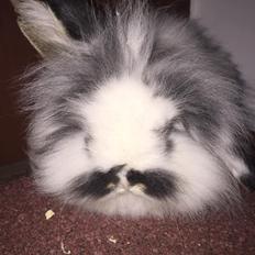 Kanin Everybodys Elmo Elliot