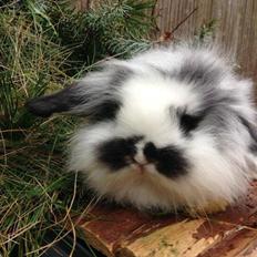 Kanin Everybodys Elmo Elliot