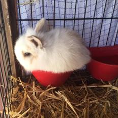 Kanin Yagis' Fantastic Fluffy Fnuggi