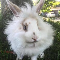 Kanin Yagis' Fantastic Fluffy Fnuggi