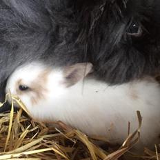 Kanin What A Wonderful Karla (Himmelkanin)