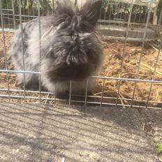 Kanin What A Wonderful Karla (Himmelkanin)