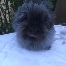 Kanin What A Wonderful Karla (Himmelkanin)