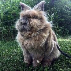 Kanin Bouncing Bai Boodie Boxer (Himmelkanin)