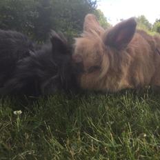 Kanin Bouncing Bai Boodie Boxer (Himmelkanin)