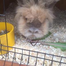 Kanin Bouncing Bai Boodie Boxer (Himmelkanin)