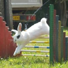 Kanin Funnys Flavorino 