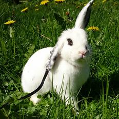 Kanin Funnys Flavorino 