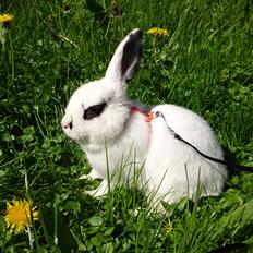 Kanin Funnys Flavorino 