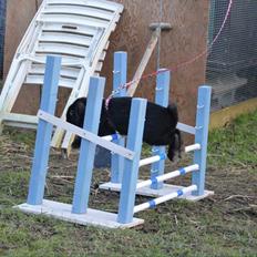 Kanin Peach Kiss af Hyben 