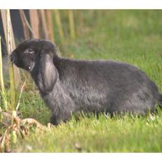 Kanin Peach Kiss af Hyben 