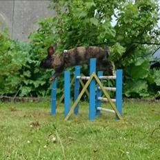 Kanin Strandmøllens Valrhona Guanaja 